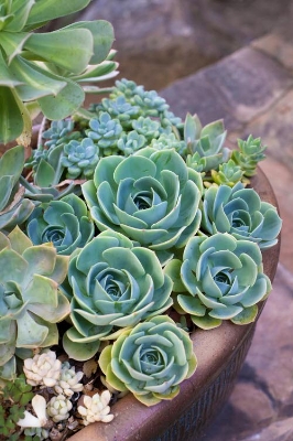 Picture of Global Rare Mountain Rose Succulent flores SeedS - 15 Pcs SeedS/