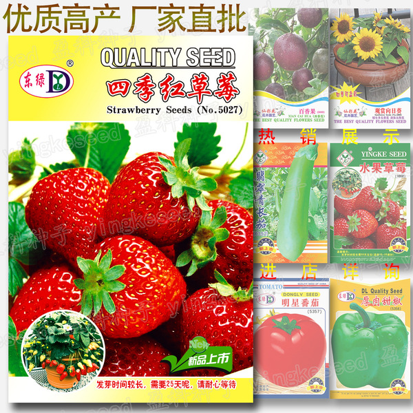 Picture of All Season Giant Red Color Global Strawberry Seeds - 200 Seeds 