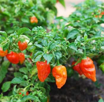 Picture of Naga Chili Seeds - 50+pcs seeds