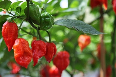 Picture of Naga Chili Seeds - 50+pcs seeds