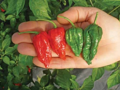 Picture of Naga Chili Seeds - 50+pcs seeds