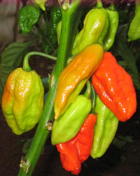 Picture of Naga Chili Seeds - 50+pcs seeds