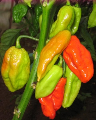 Picture of Naga Chili Seeds - 50+pcs seeds