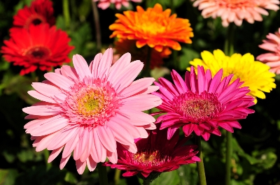 Picture of African Bonsai Gerbera Daisy Flower 20pcs SeedS