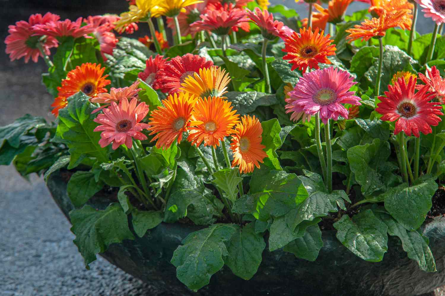 Picture of African Bonsai Gerbera Daisy Flower 20pcs SeedS