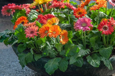 Picture of African Bonsai Gerbera Daisy Flower 20pcs SeedS