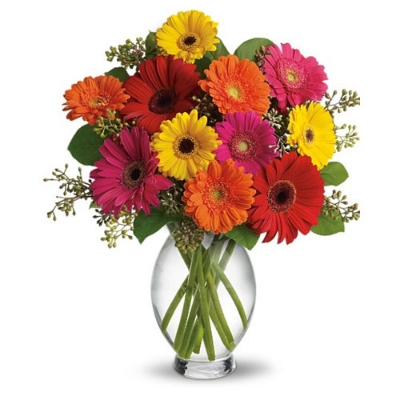 Picture of African Bonsai Gerbera Daisy Flower 20pcs SeedS