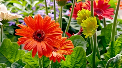 Picture of African Bonsai Gerbera Daisy Flower 20pcs SeedS