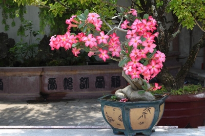 Picture of Bonsai Multicolor Single Petal Adenium Obesum Seeds - 10pcs SeedS