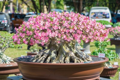 Picture of Bonsai Multicolor Single Petal Adenium Obesum Seeds - 10pcs SeedS