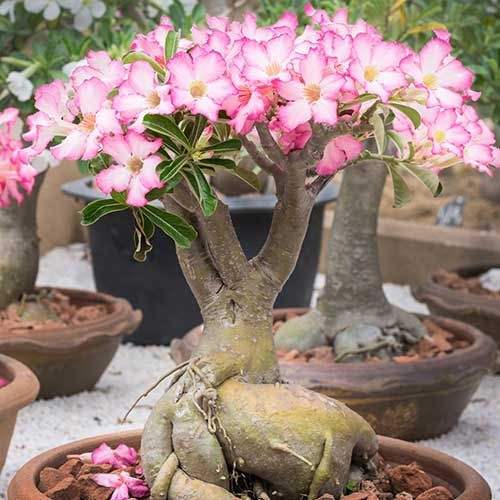 Picture of Bonsai Multicolor Single Petal Adenium Obesum Seeds - 10pcs SeedS