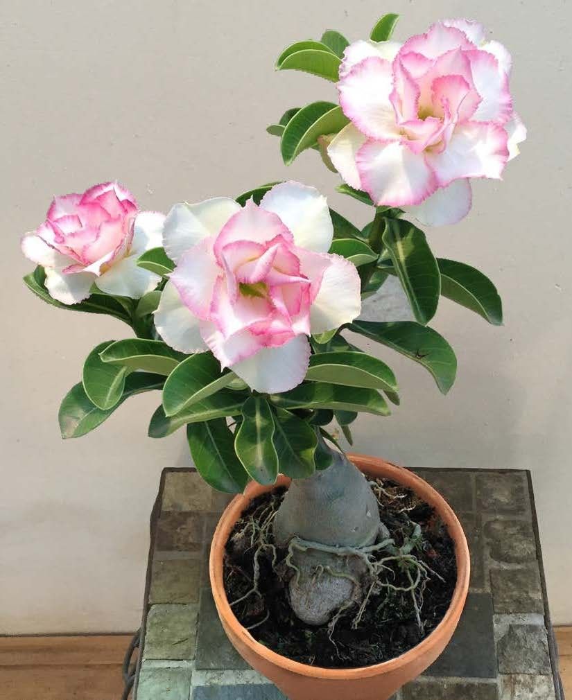 Picture of Bonsai Multicolor Single Petal Adenium Obesum Seeds - 10pcs SeedS