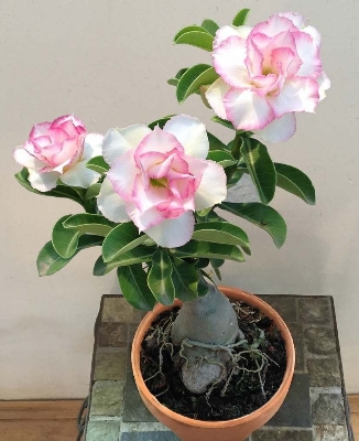 Picture of Bonsai Multicolor Single Petal Adenium Obesum Seeds - 10pcs SeedS