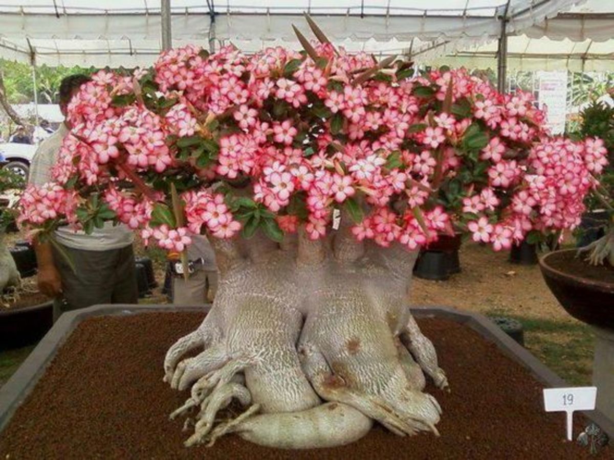 Picture of Bonsai Multicolor Single Petal Adenium Obesum Seeds - 10pcs SeedS