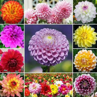 Picture of Mix Color Big Bloom Dahlia Flower  Bonsai Seeds -10pcs