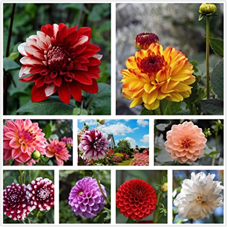Picture of Mix Color Big Bloom Dahlia Flower  Bonsai Seeds -10pcs