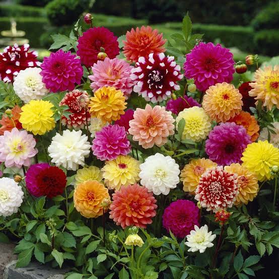 Picture of Mix Color Big Bloom Dahlia Flower  Bonsai Seeds -10pcs