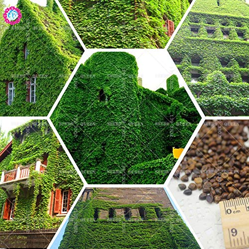 Picture of Global Boston Ivy Climbing Green Creeper Flower 15 Pcs Seeds
