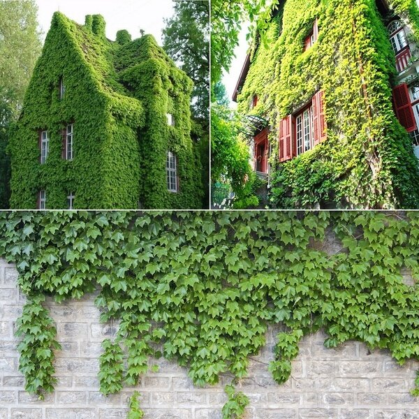 Picture of Global Boston Ivy Climbing Green Creeper Flower 15 Pcs Seeds