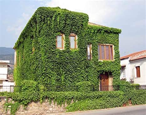 Picture of Global Boston Ivy Climbing Green Creeper Flower 15 Pcs Seeds