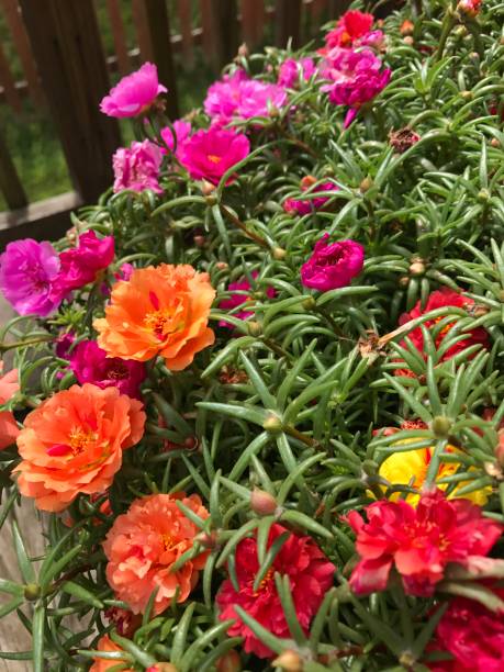 Picture of All Season Portulaca Flower Seeds - 40 pcs seeds