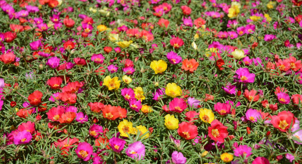 Picture of All Season Portulaca Flower Seeds - 40 pcs seeds