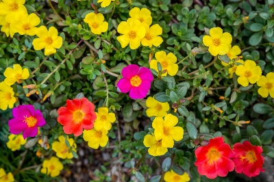 Picture of All Season Portulaca Flower Seeds - 40 pcs seeds