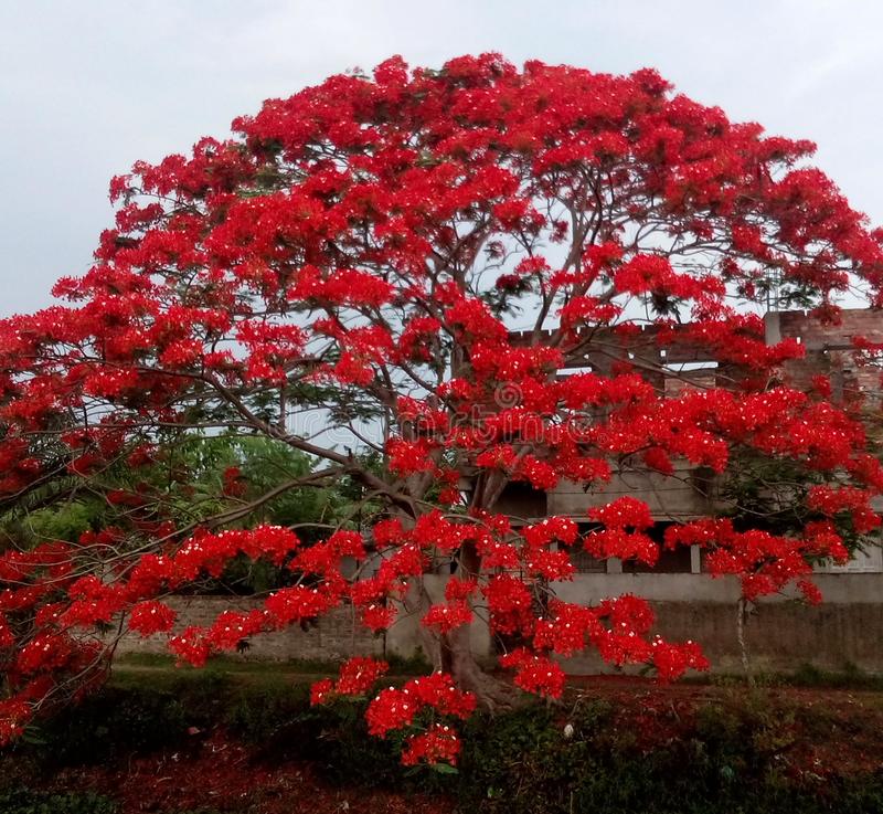 Picture of Krisnochura Flower Tree Seeds -10 Pieces