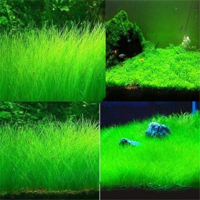 Picture of Global Aquarium Grass Seeds - 300+Pcs seeds