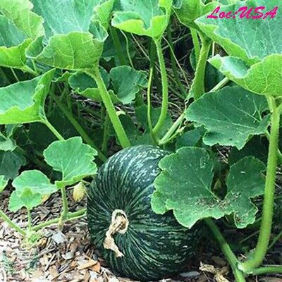 Picture of Deshi Sweet Pumpkin Seeds - 10 Pcs Seeds