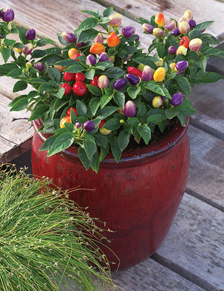 Picture of Global Organic Ornamental Chili Seeds - 20 Pcs Seeds