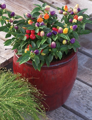 Picture of Global Organic Ornamental Chili Seeds - 20 Pcs Seeds