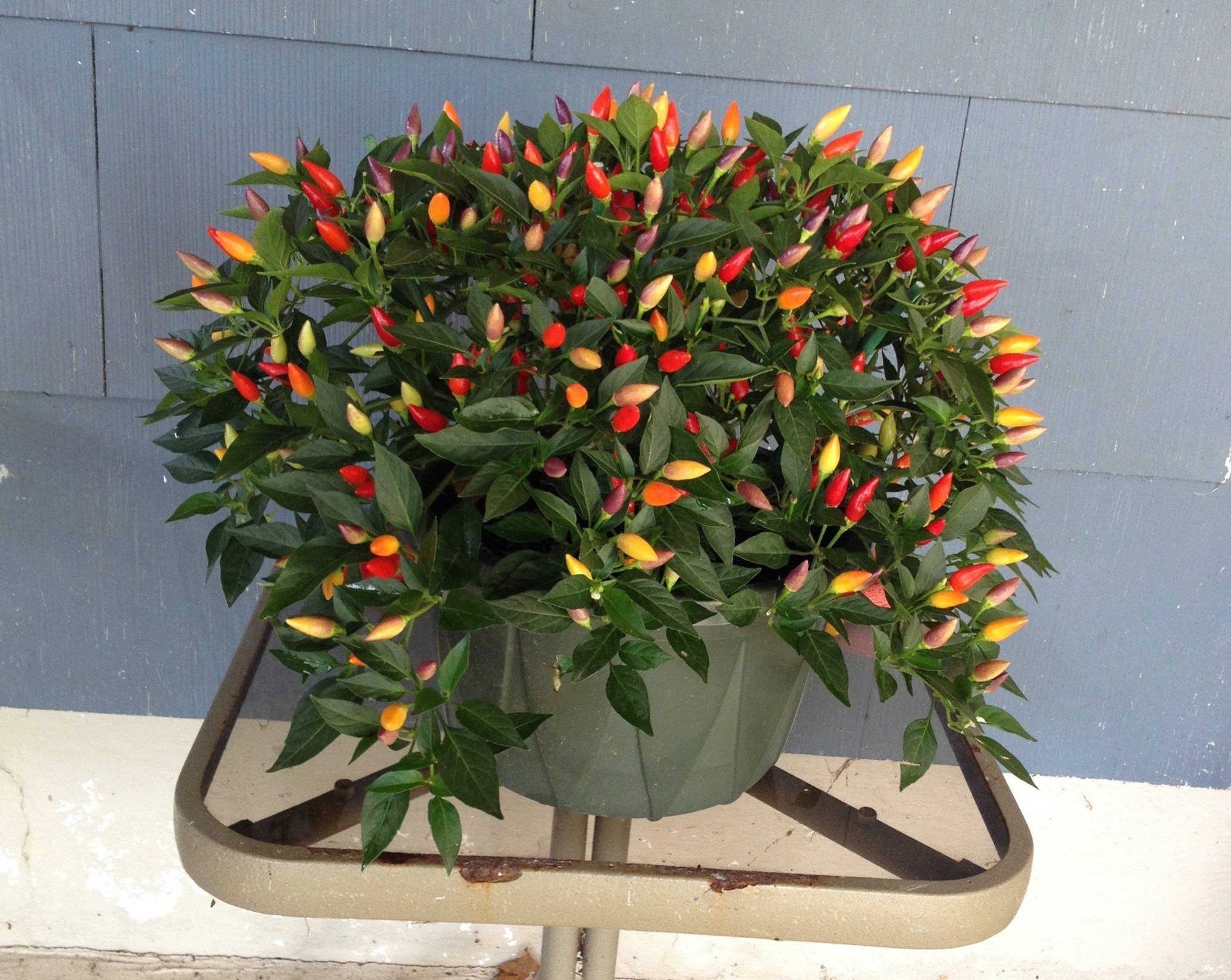 Picture of Global Organic Ornamental Chili Seeds - 20 Pcs Seeds