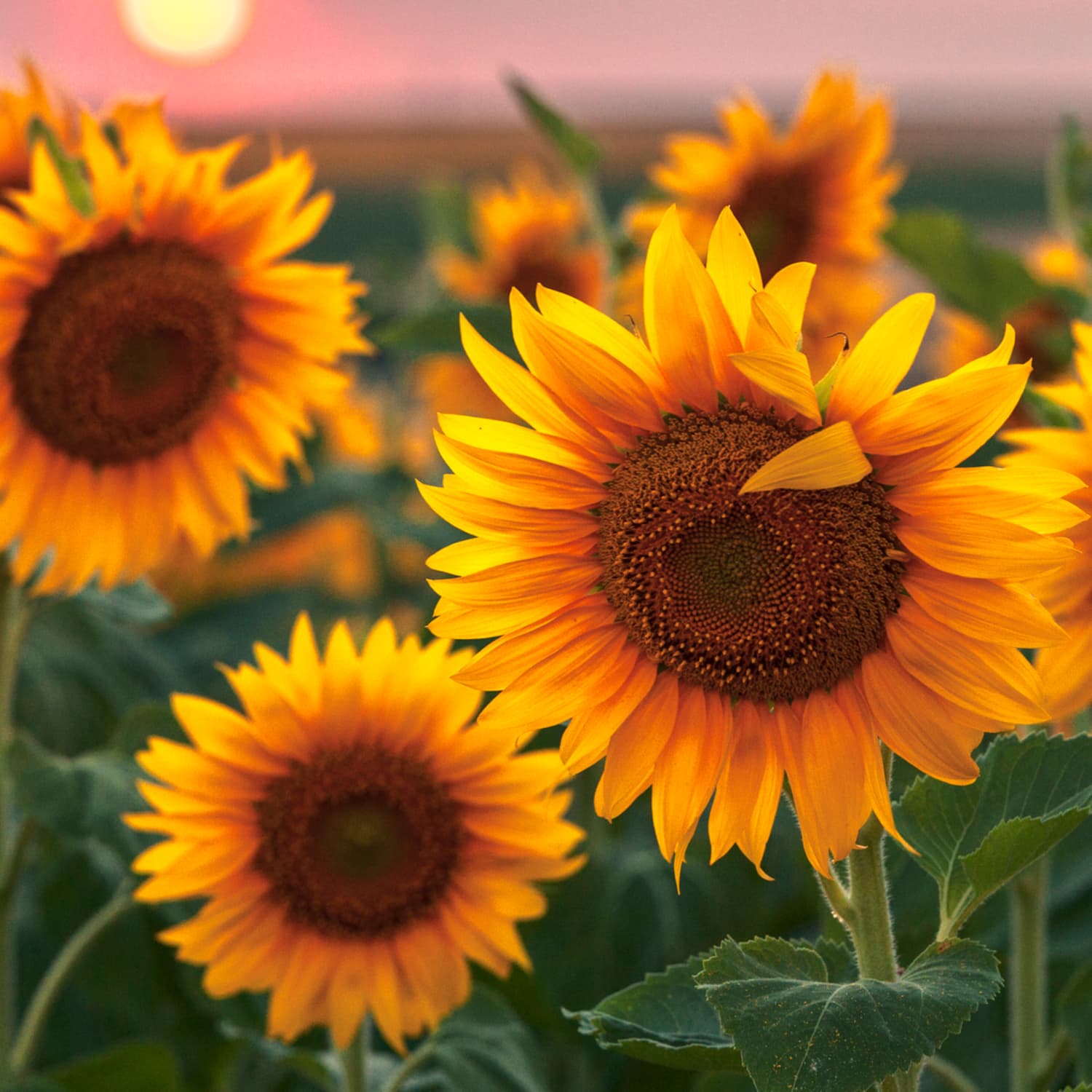 Picture of All Season Sunflower - 20 pcs Hybrid Seeds