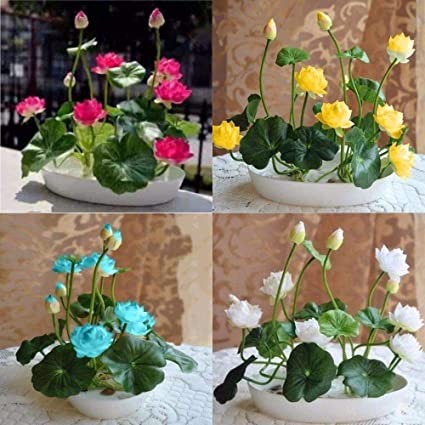 Picture of Japan Exotic Lotus Flower SeedS- 5 Pcs Seeds