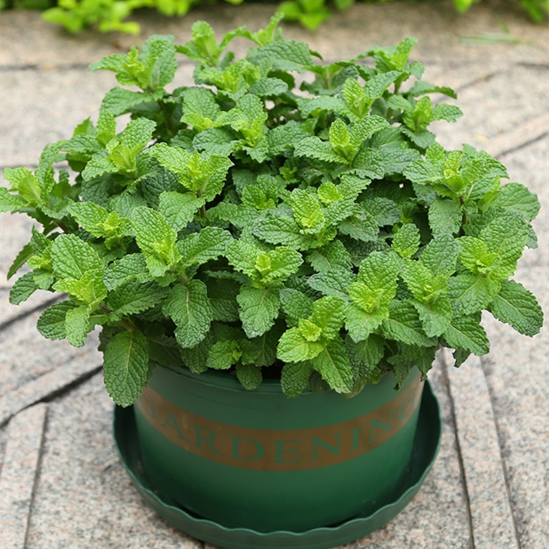 Picture of Global Pudina/ Mint Seeds 30 Pcs Seeds