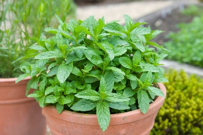 Picture of Global Pudina/ Mint Seeds 30 Pcs Seeds