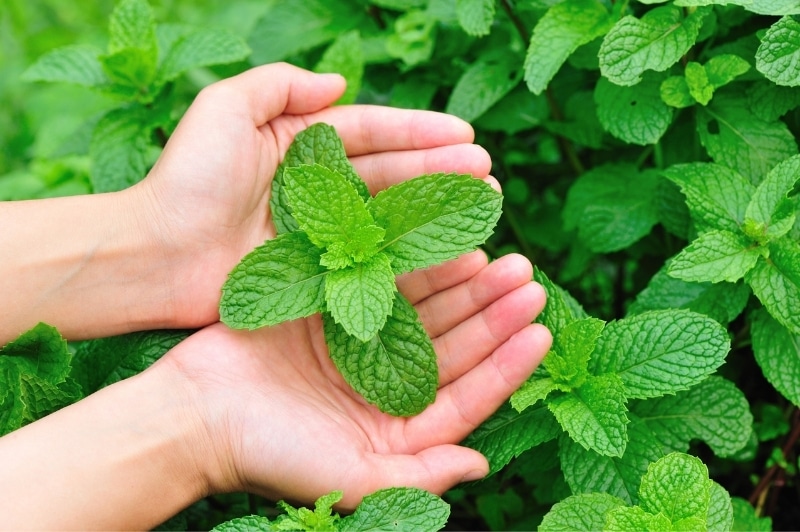 Picture of Global Pudina/ Mint Seeds 30 Pcs Seeds