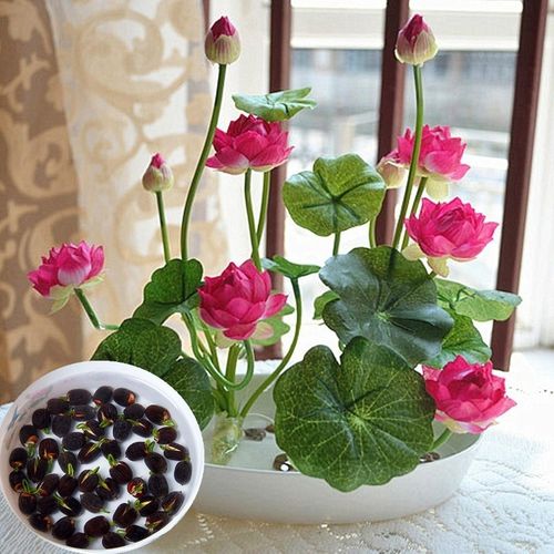 Picture of Mini Bowl Micro Lotus Flower Seeds - 5 Pcs Seeds