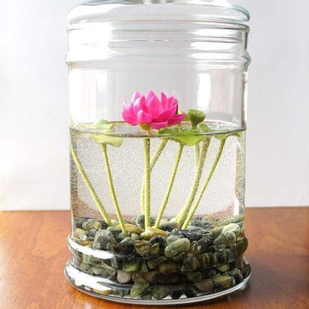 Picture of Mini Bowl Micro Lotus Flower Seeds - 5 Pcs Seeds