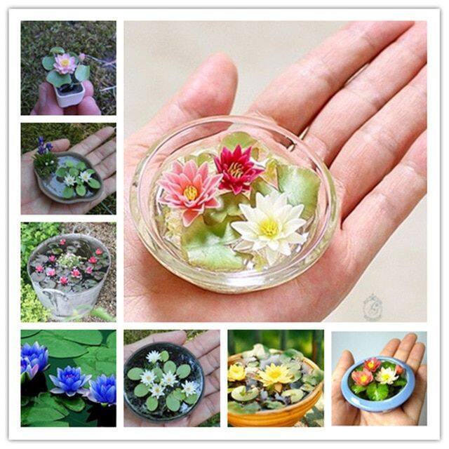 Picture of Mini Bowl Micro Lotus Flower Seeds - 5 Pcs Seeds
