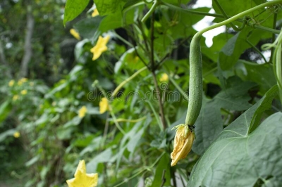 Picture of Deshi Organic Sweet Dhundol Seeds - 15 pcs seeds (Intake Packet)