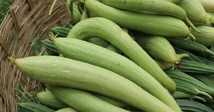 Picture of Deshi Organic Sweet Dhundol Seeds - 15 pcs seeds (Intake Packet)