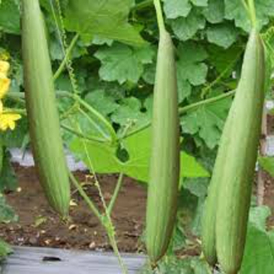 Picture of Deshi Organic Sweet Dhundol Seeds - 15 pcs seeds (Intake Packet)