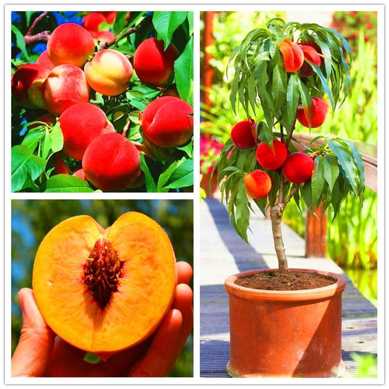Picture of Global Sweet Peach Tree Seeds - 3 Pcs Seeds