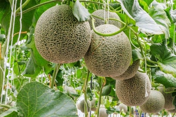 Picture of Global All Season Dwarf Mini Rock Sweet Melon Seeds - 10 Pcs SeedS