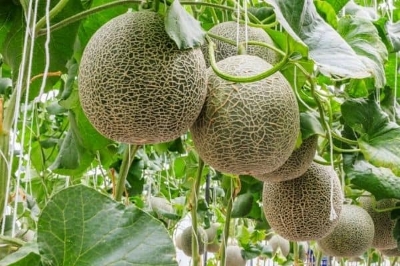 Picture of Global All Season Dwarf Mini Rock Sweet Melon Seeds - 10 Pcs SeedS