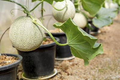 Picture of Global All Season Dwarf Mini Rock Sweet Melon Seeds - 10 Pcs SeedS