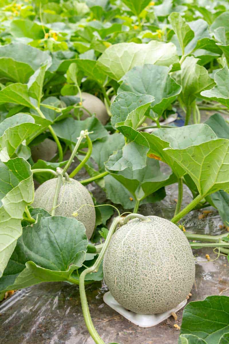 Picture of Global All Season Dwarf Mini Rock Sweet Melon Seeds - 10 Pcs SeedS