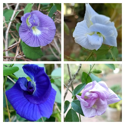 Picture of Four Colour mix Aparajita Flowers seed 10 pcs SeedS